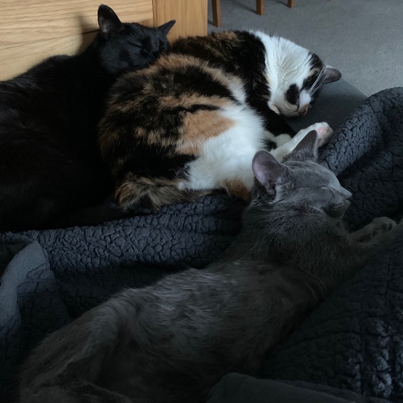 Meet your Posher, Natasha - Picture 2 of 3